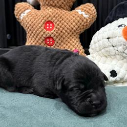 Cupid - Black female Cane Corso puppy in Utah from 3Lake Kennelz