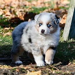 Opal - Blue merle female Miniature Australian Shepherd puppy in Bristow, Iowa from Pine Ridge Toy Aussies
