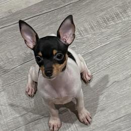 Pup Z - White black and tan female Toy Fox Terrier puppy in Clermont, Florida from Debbie Hiles's Toy Fox Terriers