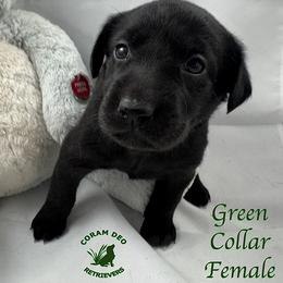 Green Collar Female - Black female Labrador Retriever puppy in Greater Houston Area, Texas from Coram Deo Retrievers