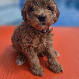 Goldendoodle Puppies from Wurster's Mini Wee Doodles