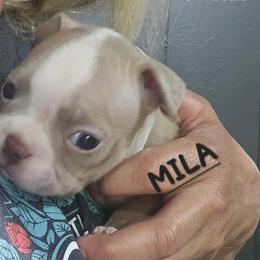MILA SKYE Girl 2 (4th born) - Blue female Boston Terrier puppy in Versailles, Indiana from Benhams Bostons