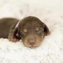 Choc and cream girl 2 - Chocolate and cream female Dachshund puppy in Seminary, Mississippi from Down South Mavericks Dachshunds