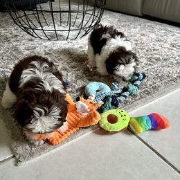 Shih Tzu Puppies from Mayra’s Shih Tzus