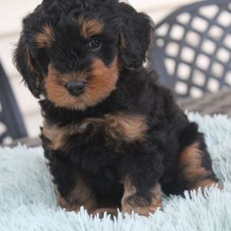 Bernedoodle Puppies from Fields Family Farm