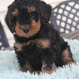 Bernedoodle Puppies from Fields Family Farm