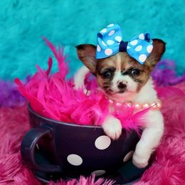Chihuahua Puppies from Honey Bee Chihuahua’s