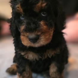 Dexter - Phantom male Bernedoodle puppy in Malden, Illinois from Doting Doodles