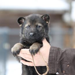 Salem - Sable female German Shepherd puppy in Augusta, West Virginia from Vom Haus Highlands