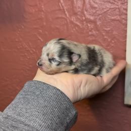 Pearl - Blue merle female Pomeranian puppy in El Sobrante, California from Little Lovers Kennels, LLC