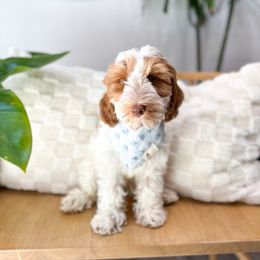 Fiji - Caramel red Australian Labradoodle puppy in Palmdale, California from Doodles_Ko