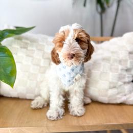 Fiji - Caramel red Australian Labradoodle puppy in Palmdale, California from Doodles_Ko