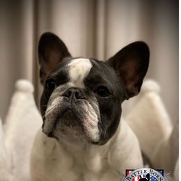 Shiloh - French Bulldog