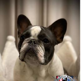 Shiloh - French Bulldog
