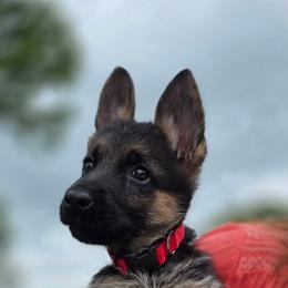 Red Girl - Black and red female German Shepherd puppy in Green Forest, Arkansas from Green Forest German Shepherds