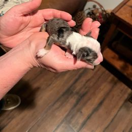 Girl - Blue merle female Miniature American Shepherd puppy in Central Islip, New York from Fifth Avenue Australian Shepherds