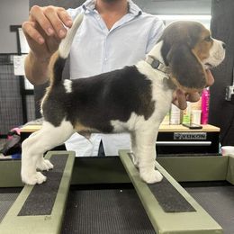 White Boy - Beagle puppy from StillCreek