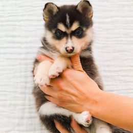 Juanita (Muave Color Collar) - Black and white female Pomsky puppy in Spring City, Pennsylvania from Pomsky Power Puppies