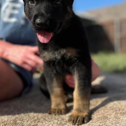 Boy 4 - Black and tan German Shepherd puppy in Wilmer, Texas from Babin K9