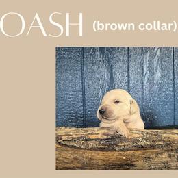 Joash - Light golden male Golden Retriever puppy in El Campo, Texas from Starlight Goldens