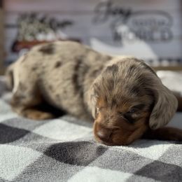 Alex - Dapple male Dachshund puppy in Colbert, Oklahoma from Brooke Crenshaw