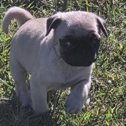 Boy 3 - Fawn male Pug puppy in Marshville, North Carolina from adorable pug puppies