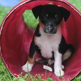 Rat Terriers from Spring Hill Rat Terriers