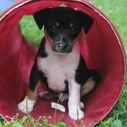 Rat Terriers from Spring Hill Rat Terriers