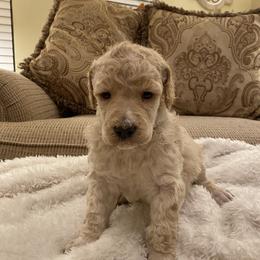 Nessa - Cream female Poodle puppy in Texarkana, Arkansas from Luxe N Libby