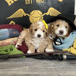 Goldendoodle and Poodle Puppies from Krispydoodle