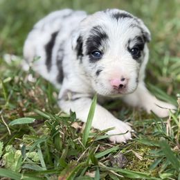 Spangle - Blue merle male Border Collie puppy in Cedartown, Georgia from Ferguson Border Collies