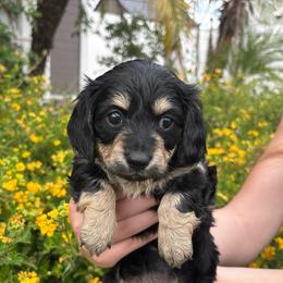 Nova (Girl 1) - Black and cream female Dachshund puppy in Corona, California from M & M Doxies