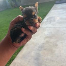 Female 3 - Blue and gold female Yorkshire Terrier puppy in Pomona, California from Carbajal Yorkshire Terriers