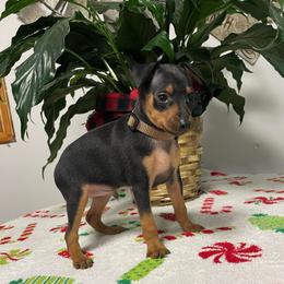 Rocky - Black and tan male Miniature Pinscher puppy in Lancaster, Missouri from White Stone Ranch