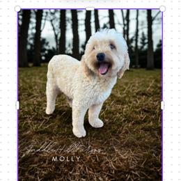 Molly - Goldendoodle
