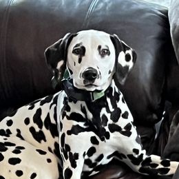 Ellie - Dalmatian