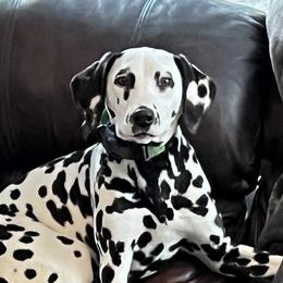 Ellie - Dalmatian