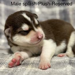 Boy 3 - Red and white male Alaskan Malamute puppy in Rensselaer, Indiana from Moot Manor Malamutes