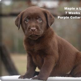 Purple - Chocolate female Labrador Retriever puppy in Huntington, Texas from Soggy Bottom Retrievers