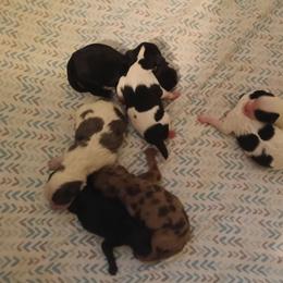 Girl 3 - Black female Cavapoo puppy in East Providence, Rhode Island from Marta's Cavaliers