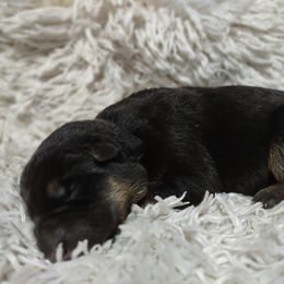 Black collar - Black and tan female German Shepherd puppy in Gainesville, Georgia from Vom Haus Schair-Finest Working line German Shepherd Puppies