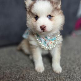 Brook - Red and white female Pomsky puppy in Mc Callsburg, Iowa from SZ Rolling Acres LLC
