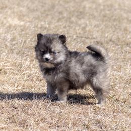 Pomsky Puppies from New World Pomskies