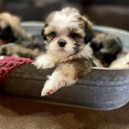 Shih Tzu Puppies from Amanda's Shih Tzu