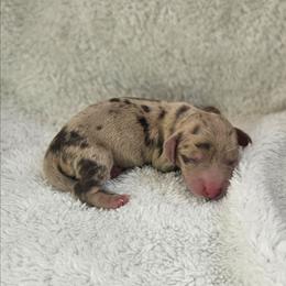 Foster - Dapple male Dachshund puppy in Anaconda, Montana from Montana Country Dachshunds