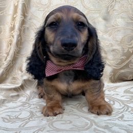 Dachshund Puppies from Hidden Haven Dachshunds
