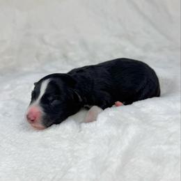 Henry - Black tri male Miniature Australian Shepherd puppy in Bedias, Texas from JSK Aussie and Cavaliers