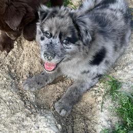 Rocky - Blue merle male Australian Shepherd puppy in Whitwell, Tennessee from Owl Hollow Farm