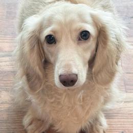 Ireland - Dachshund
