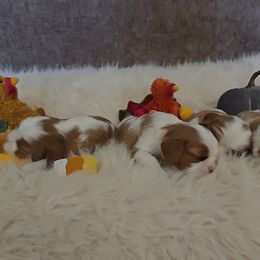 Cavalier King Charles Spaniels and Golden Retrievers from Nancy's Cavalier King Charles Spaniels & Golden Retrievers